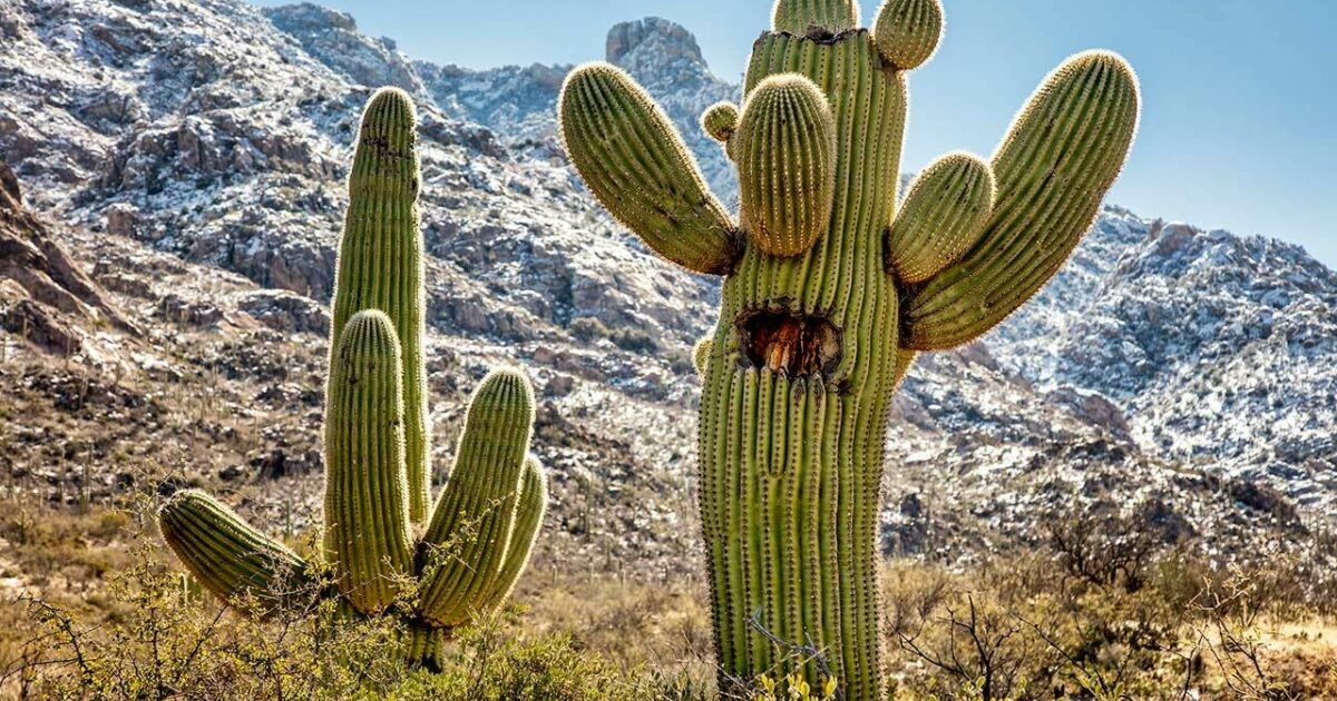 Occurrence of Spikes on Desert Plants