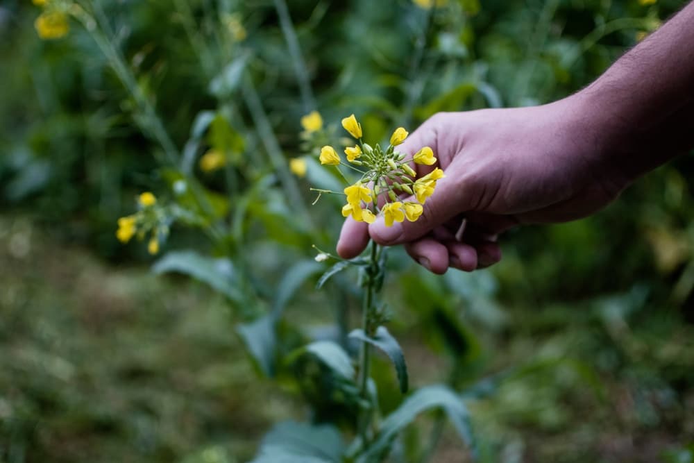 'Olive Leaf' Wild Rocket