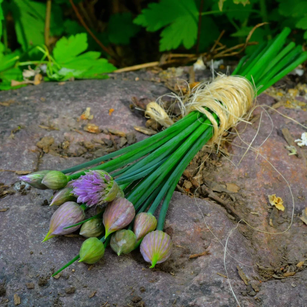 Onion Chives