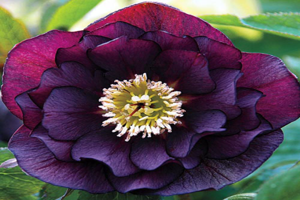 Onyx Odyssey Hellebores