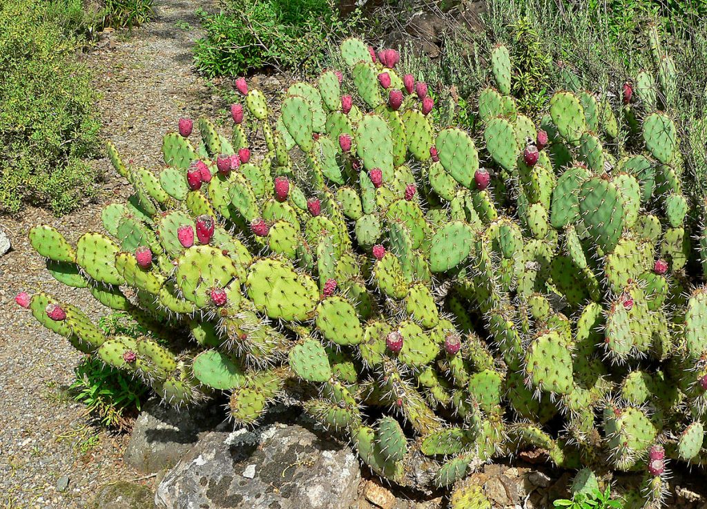 Opuntia Howeyi