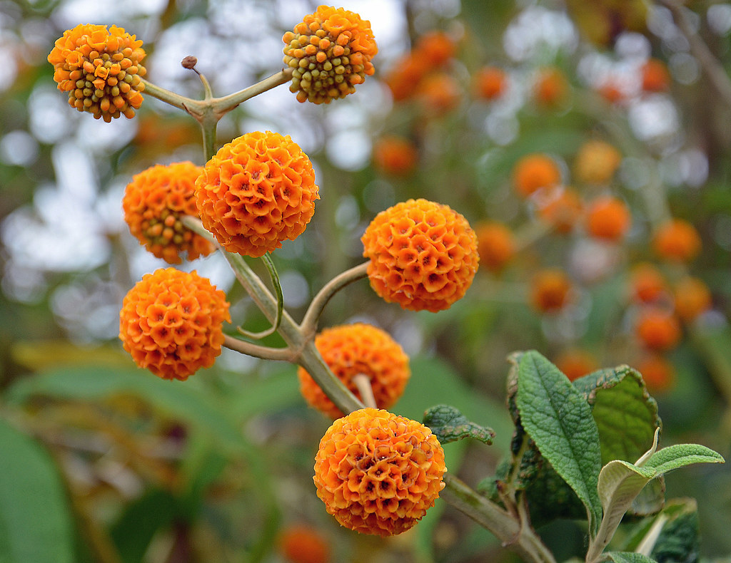 Orange Ball Tree