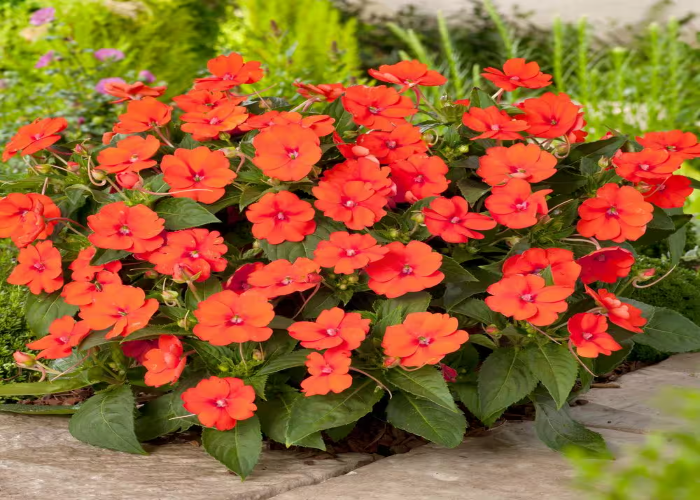 Orange Impatiens