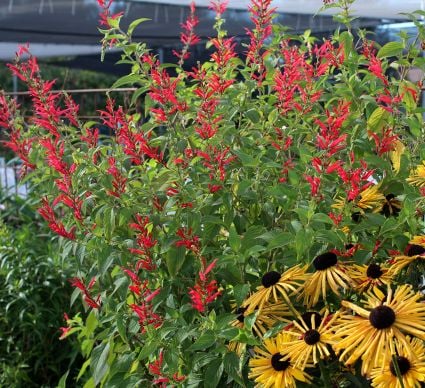 Orange Salvias or Salvia Elegans