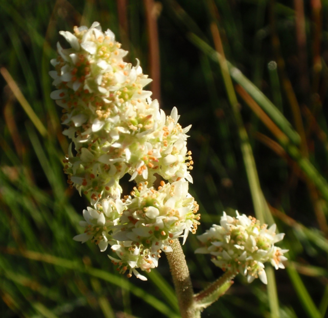 Oregana Saxifraga