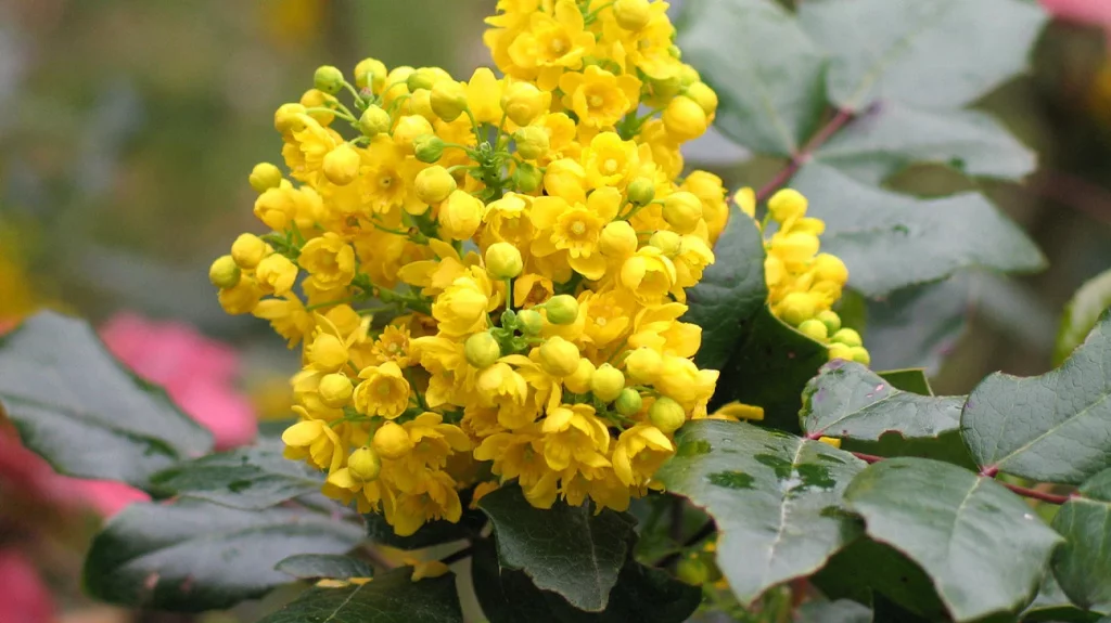 Oregon Grape 