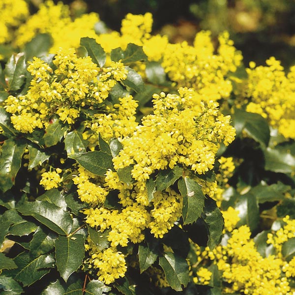 Oregon Holly Grape