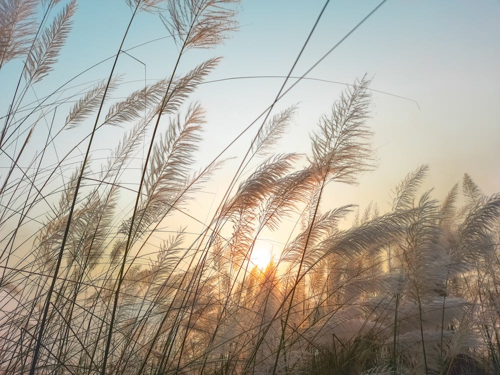 Ornamental Grasses