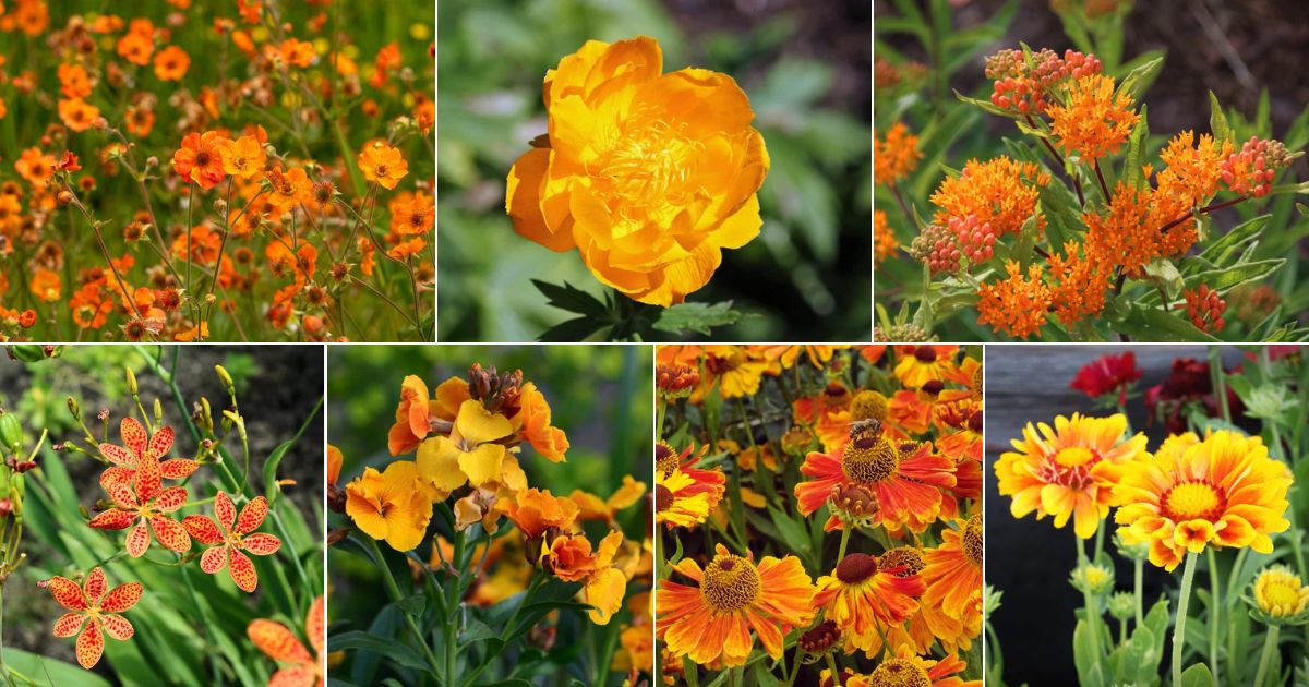 Top 34 Orange Perennials for Your Beautiful Garden