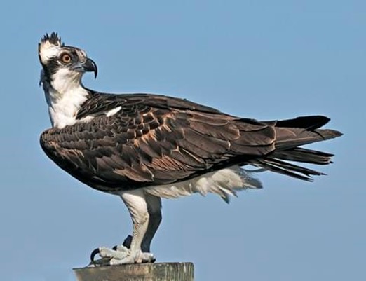 Osprey