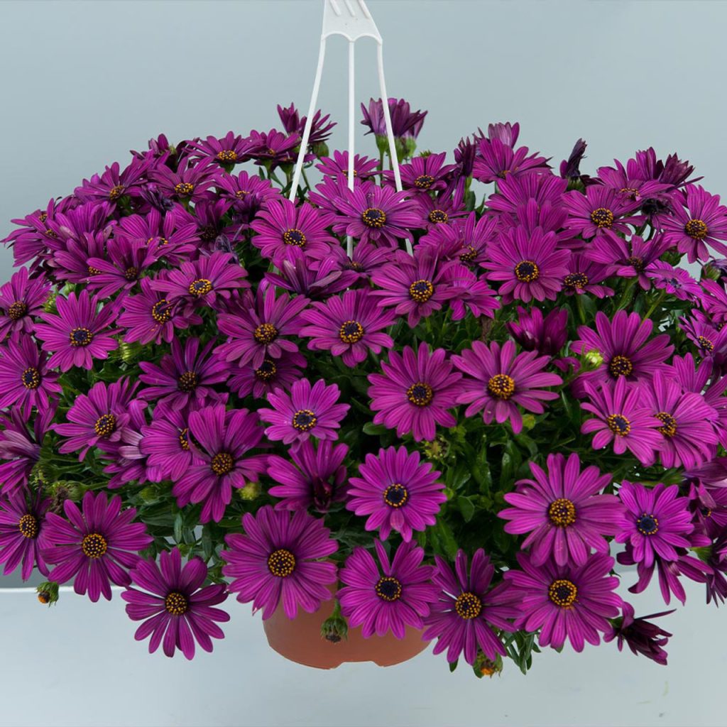 Osteospermum