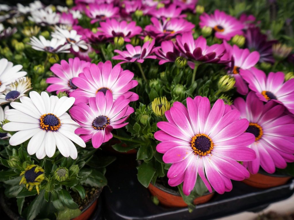 Osteospermum 'African Daisies' Care & Growing