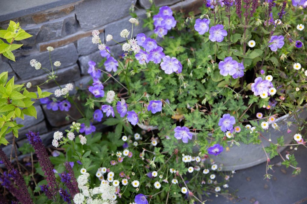 Other Plants that Grow Well with Mexican Fleabane