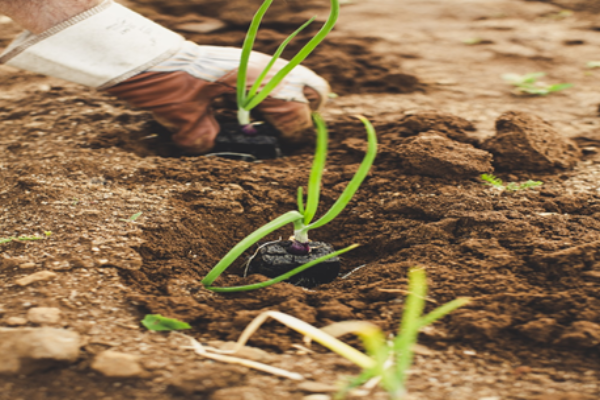 Outdoor Transplanting (1)