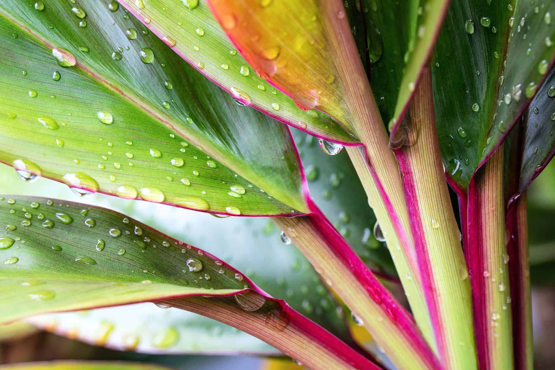 Over Watering Can Be Harmful