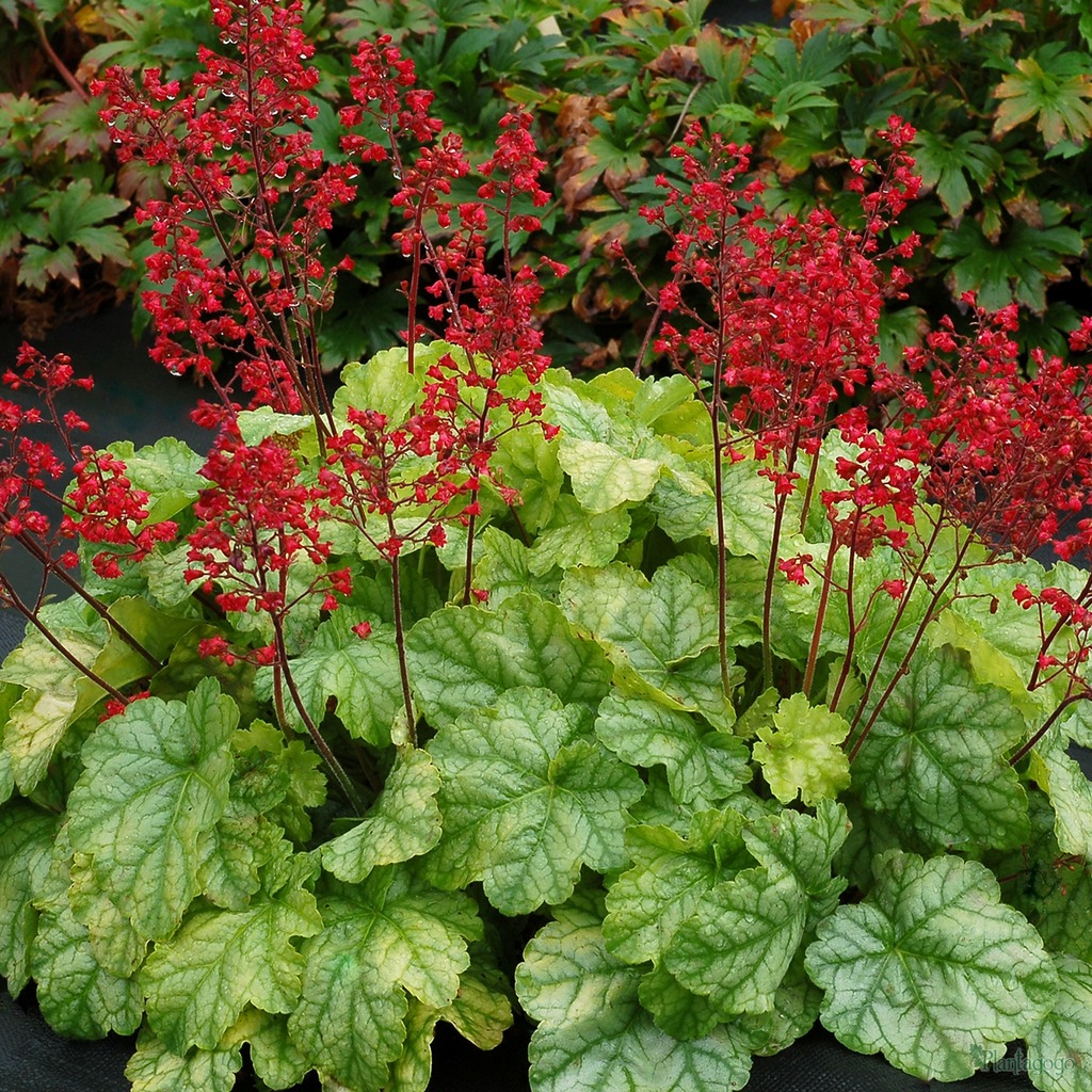 Overview of Heuchera