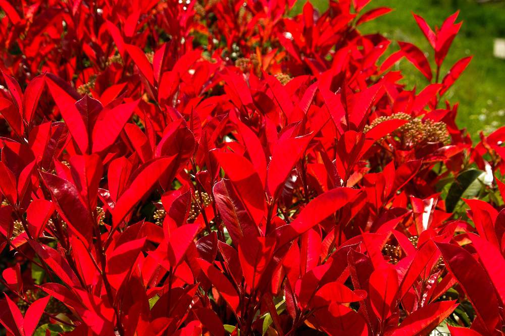 Overview of Photinia Red Robin