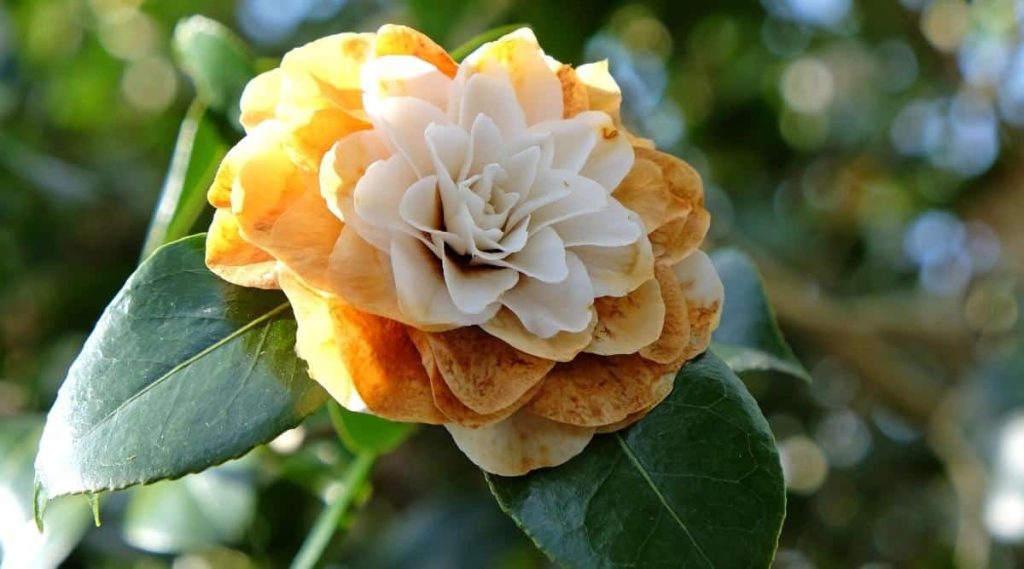 Overwatering Camellia