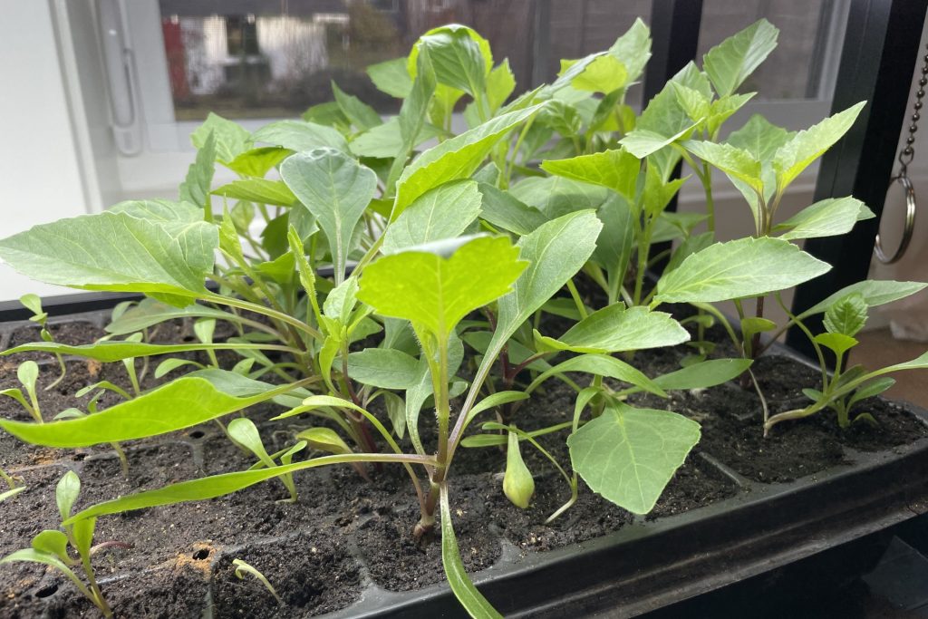 Overwinter Dahlia Growing from Seed