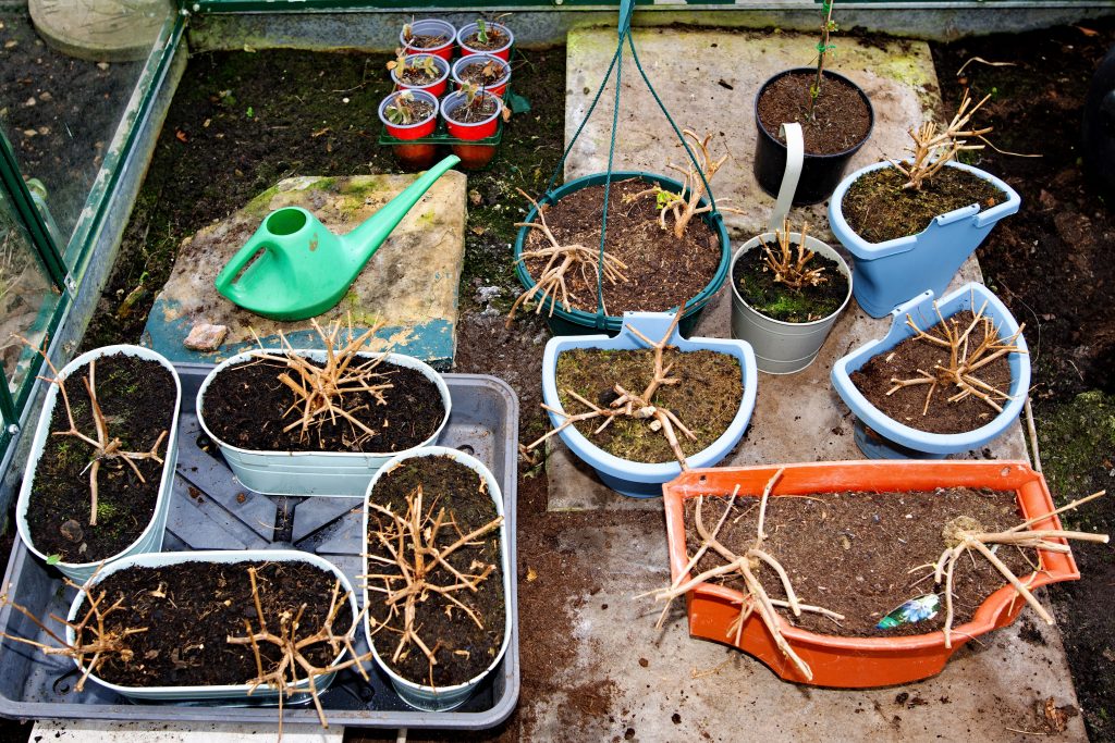 Overwintering Asters