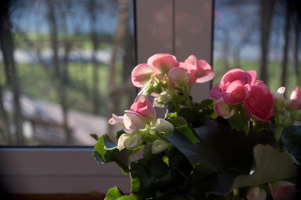 Overwintering Begonias for Beginners