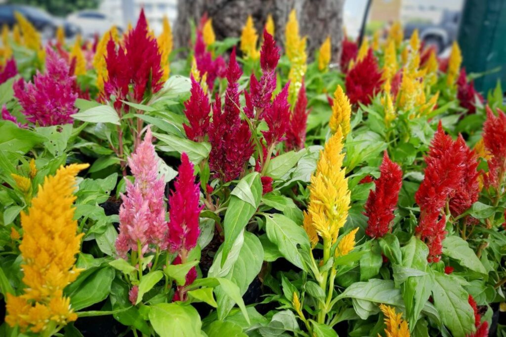 Overwintering Celosia