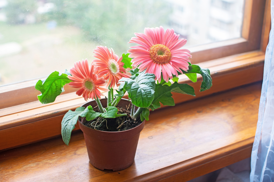 Overwintering Gerbera