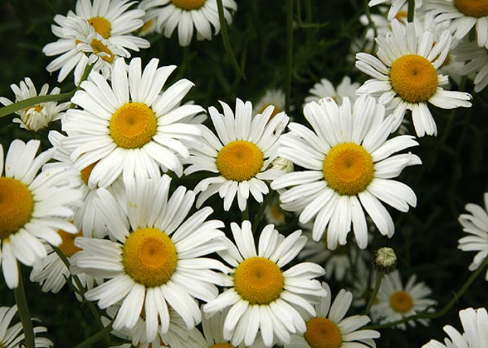 Ox-Eye Daisy