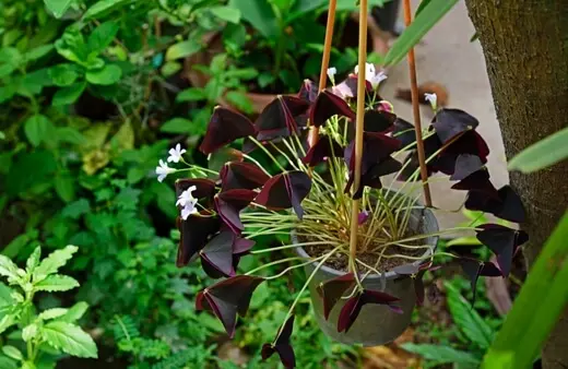 Oxalis Triangularis or Purple Shamrock.jpg