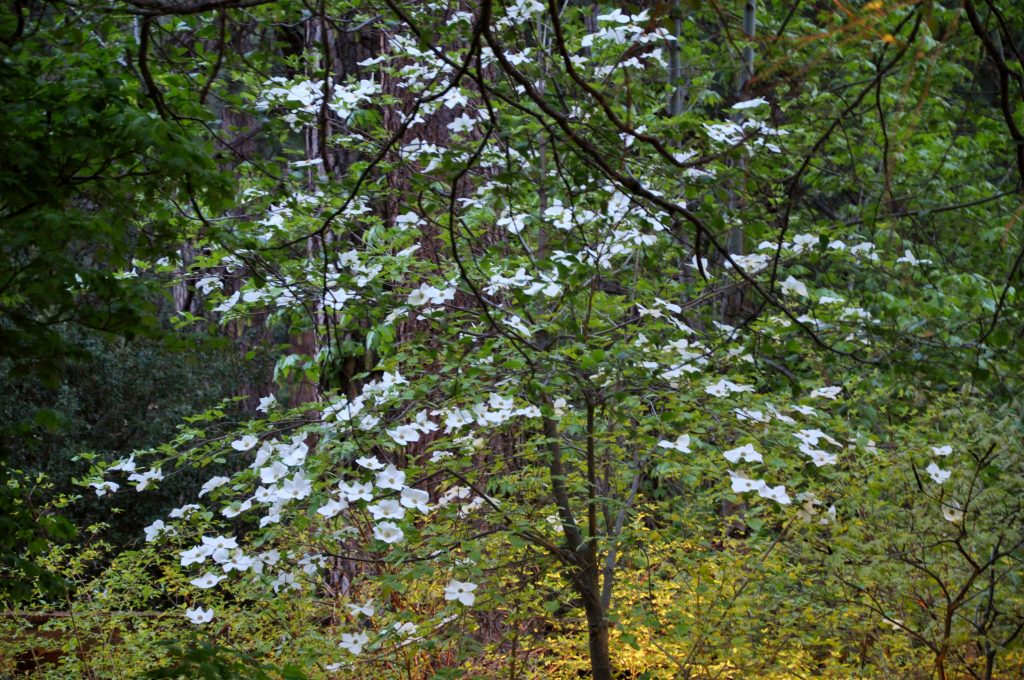 Pacific Dogwood