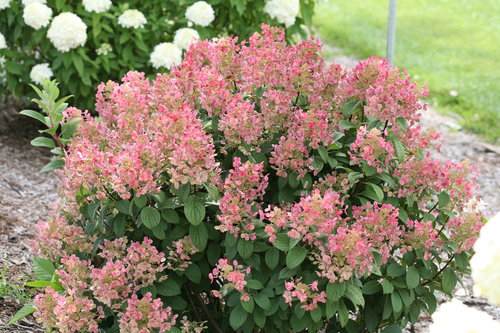 Panicle Hydrangea Quick Fire