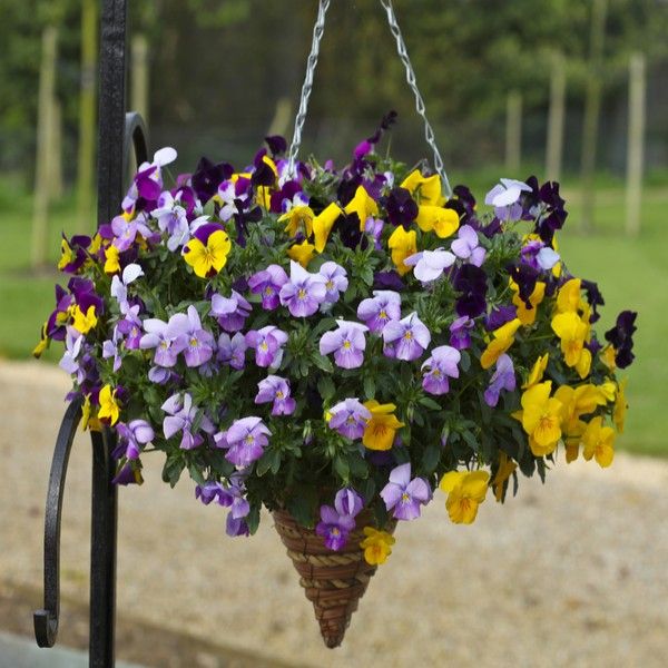 Pansies