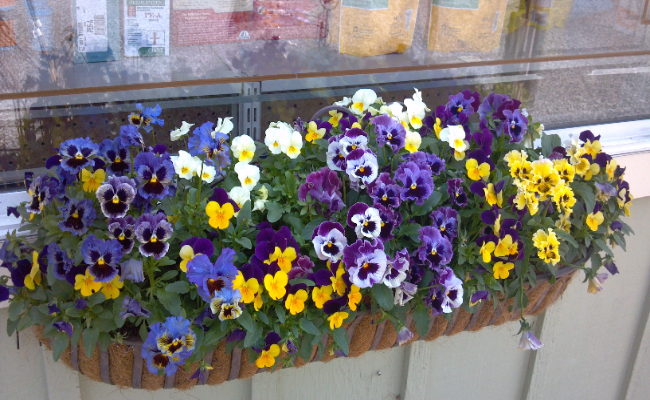 Pansy