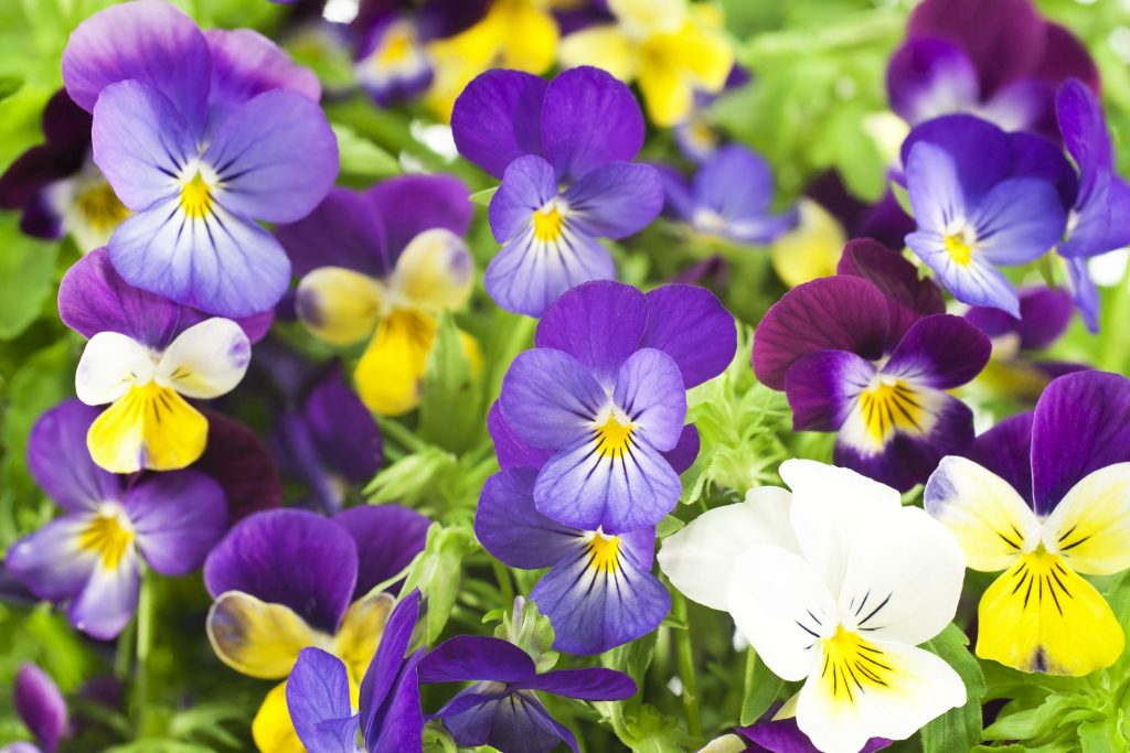 Pansy.