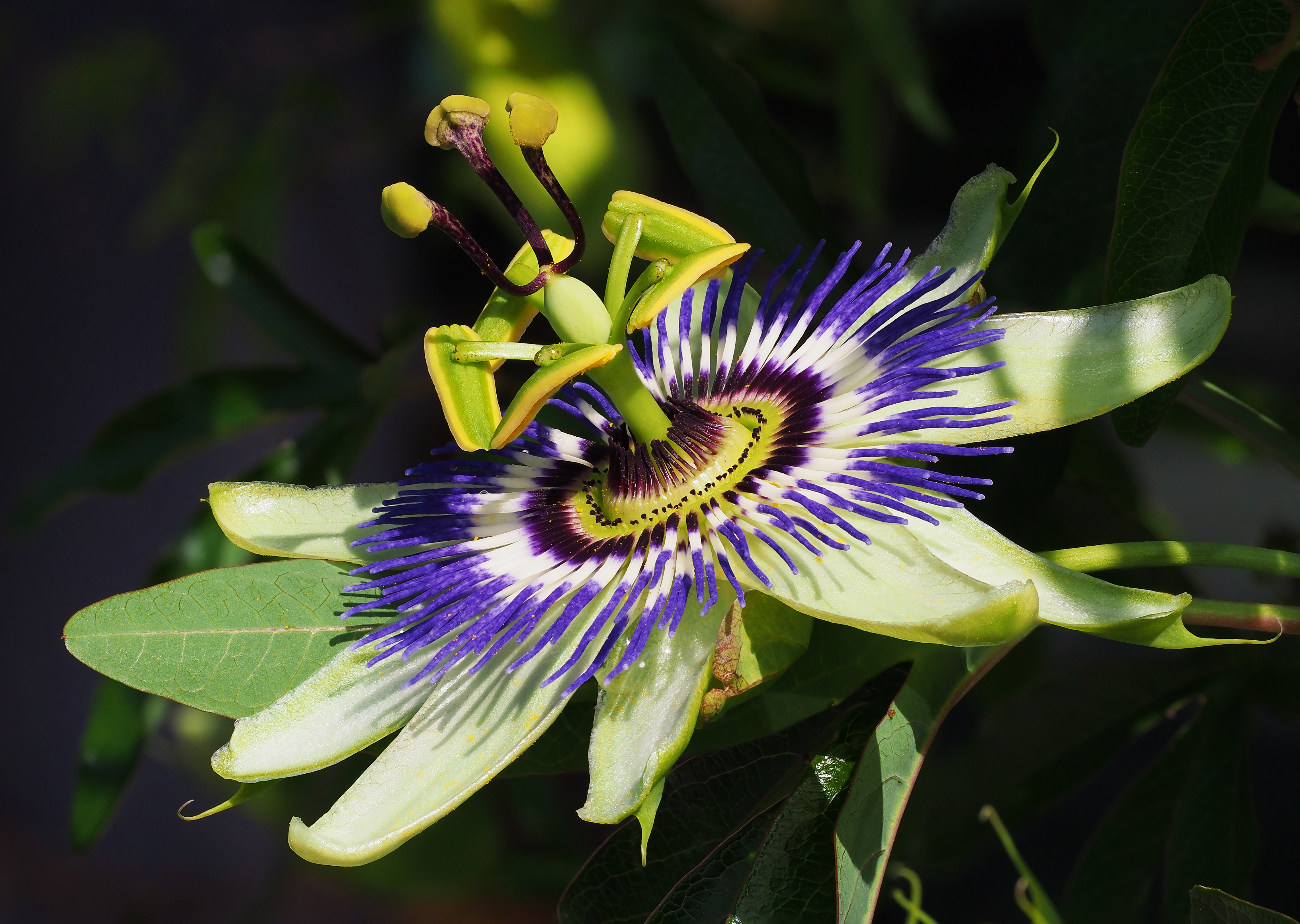 Passiflora Caerulea