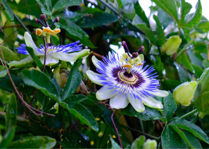 Passion Flower