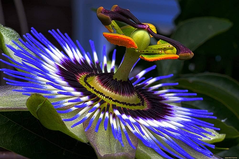 Passionflower