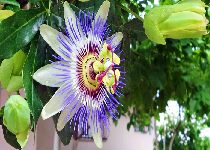 Passionflower