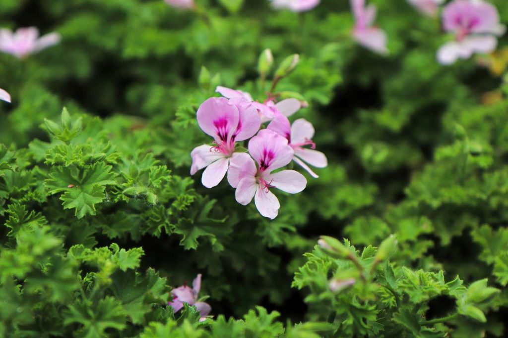 Pelargonium Citrosum 'Citronella' Plant