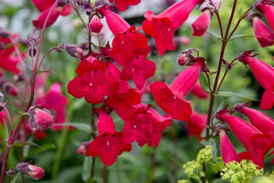 Penstemons