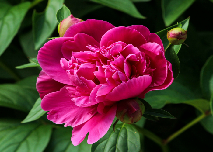 Peonies