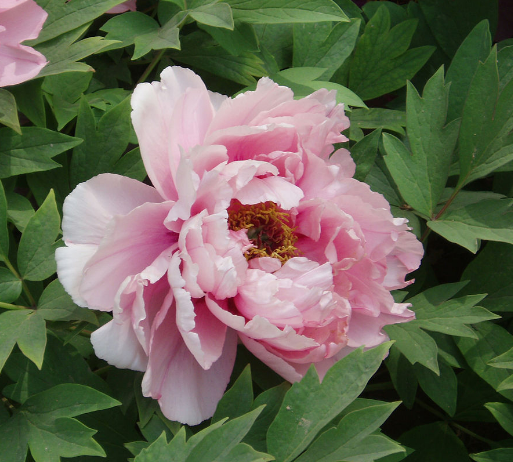 Peony.