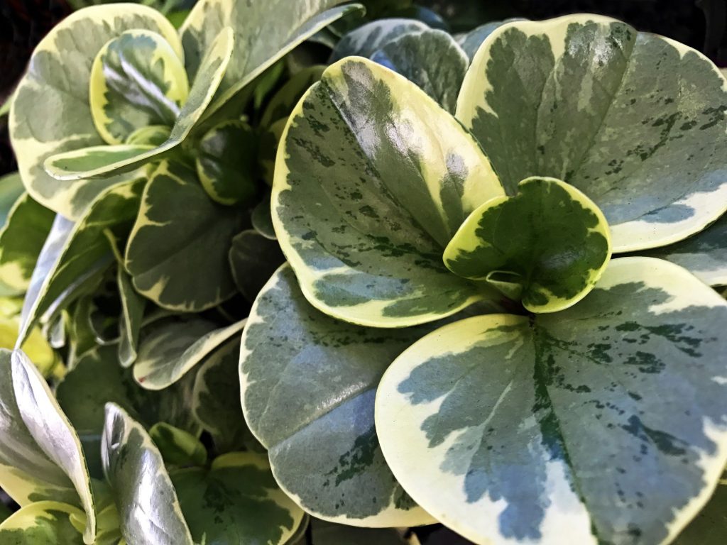 Peperomia