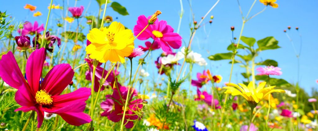 Perennial Flowers That Bloom All Summer Long