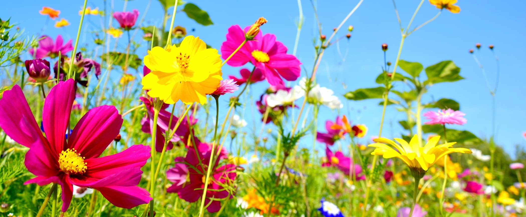 20 Perennial Flowers That Bloom Non-Stop Throughout Summer