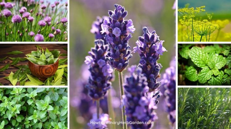 Top 18 Perennial Herbs That Reappear Every Year