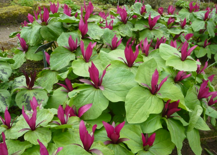 Perennial Trillium