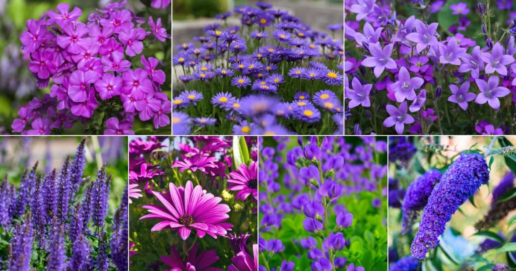 Perfect Purple Perennials