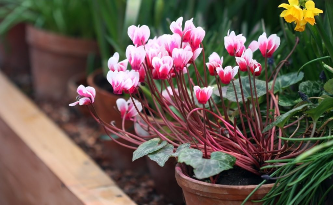 Persian Cyclamen (1)