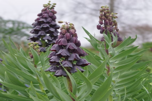 Persian Lily.jpg